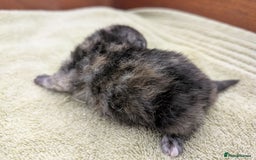 Selkirk Rex cats for sale:   💜 Selkirk Rex Kittens Ready 25th November 💜 - Image 3