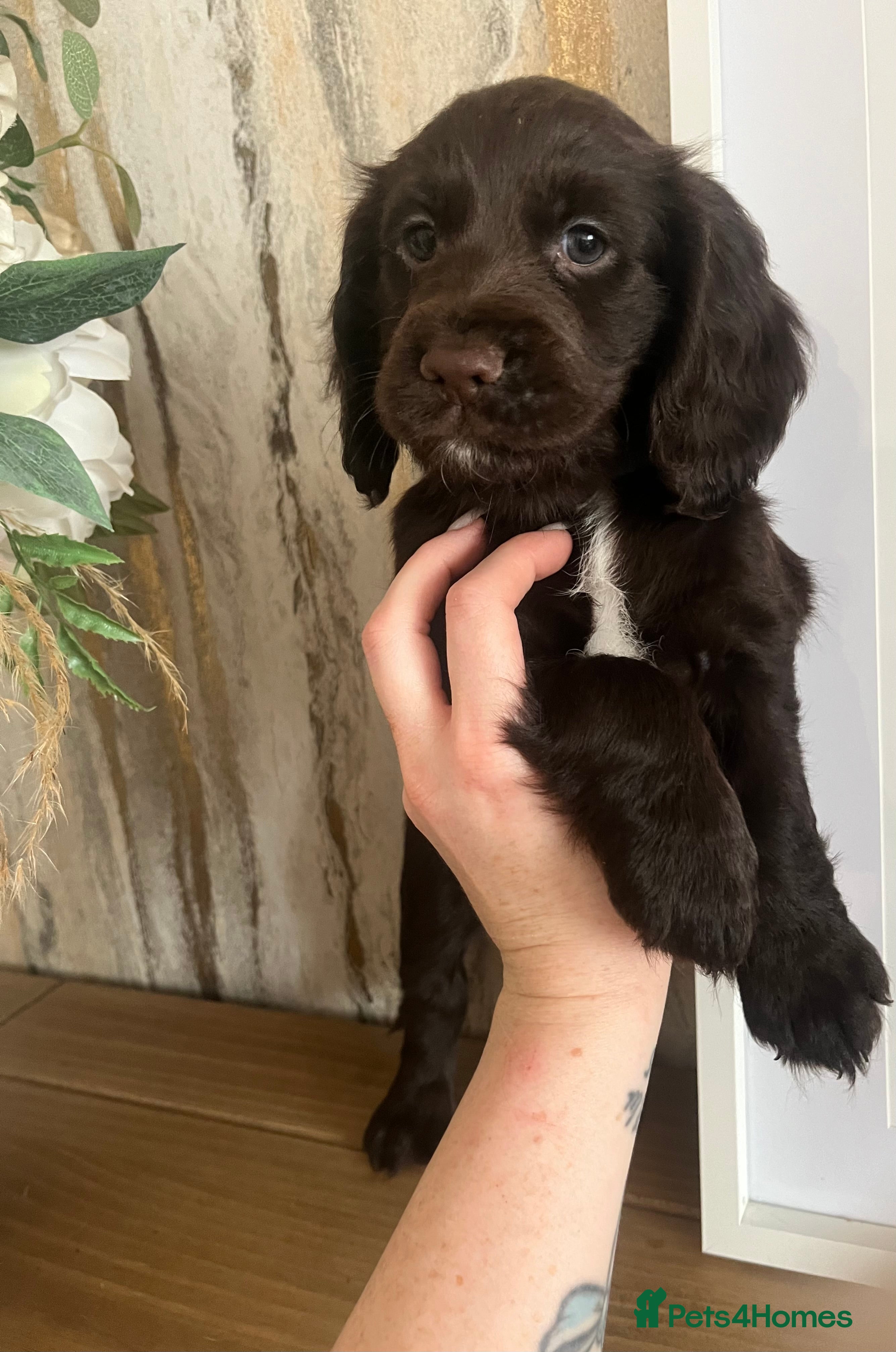 Cocker Spaniel dogs LAST BOY. kc working cocker spaniels - Advert 6