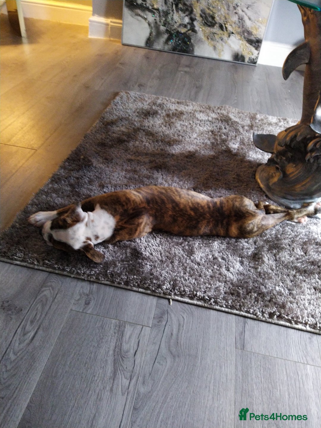 Mixed Breed dogs for sale: Older English bulldog cross staffy - Image 3