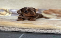 Dachshund dogs for sale: PUPPIES FOR SALE!!  - Image 6