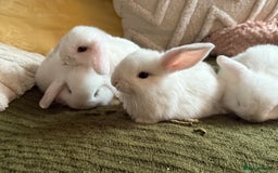 Mini Lop rabbits for sale: Pure white mini Loop female ready to leave!!  - Image 3