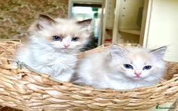 Ragdoll cats for sale: Ragdoll kittens purebred - Image 2