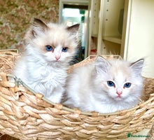 Ragdoll cats - Advert 9