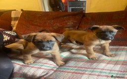 Mixed Breed dogs for sale: Belgian Shepherd Malinois x German Shepherd  - Image 4