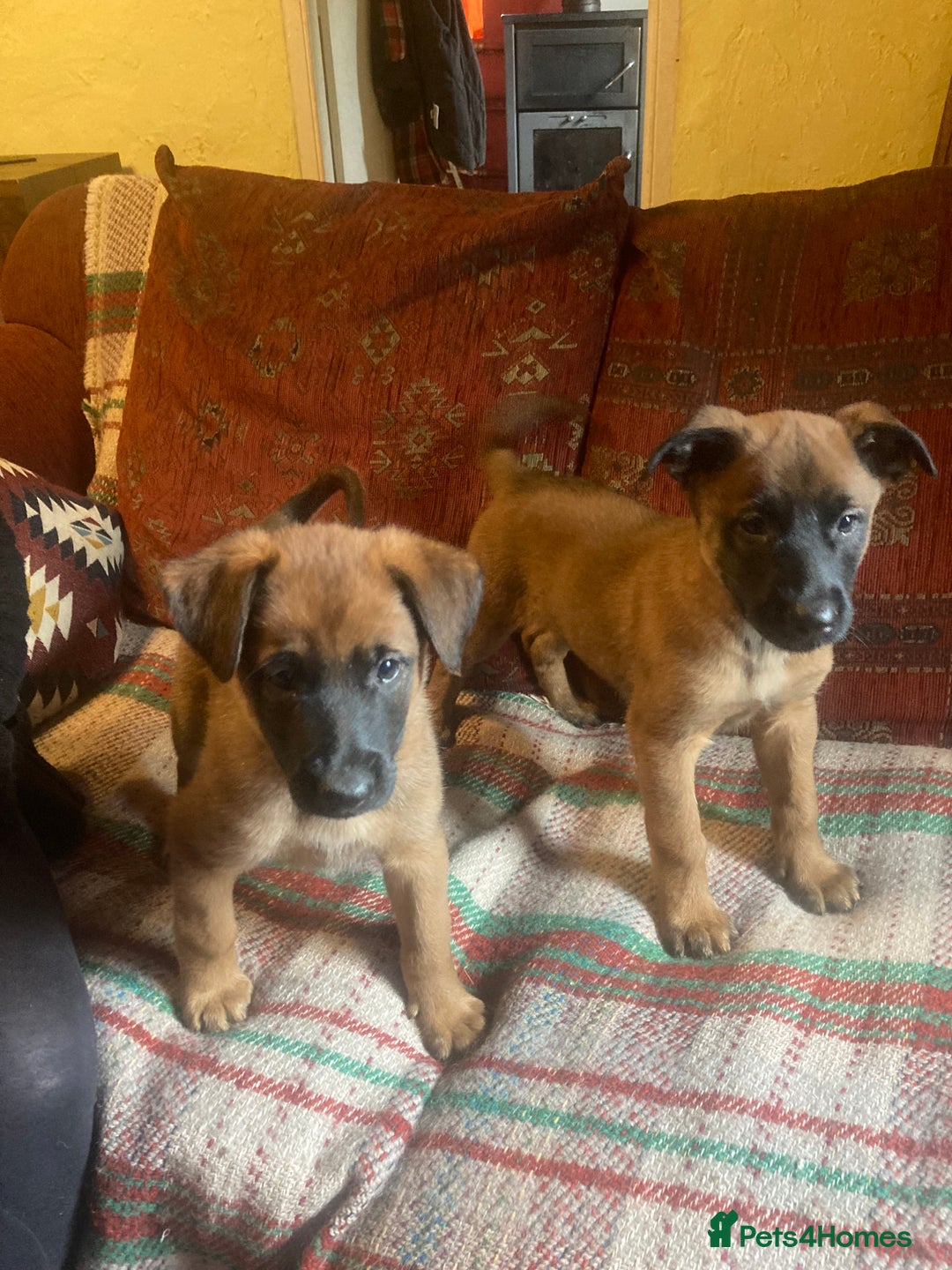 Mixed Breed dogs for sale: Belgian Shepherd Malinois x German Shepherd  - Image 4