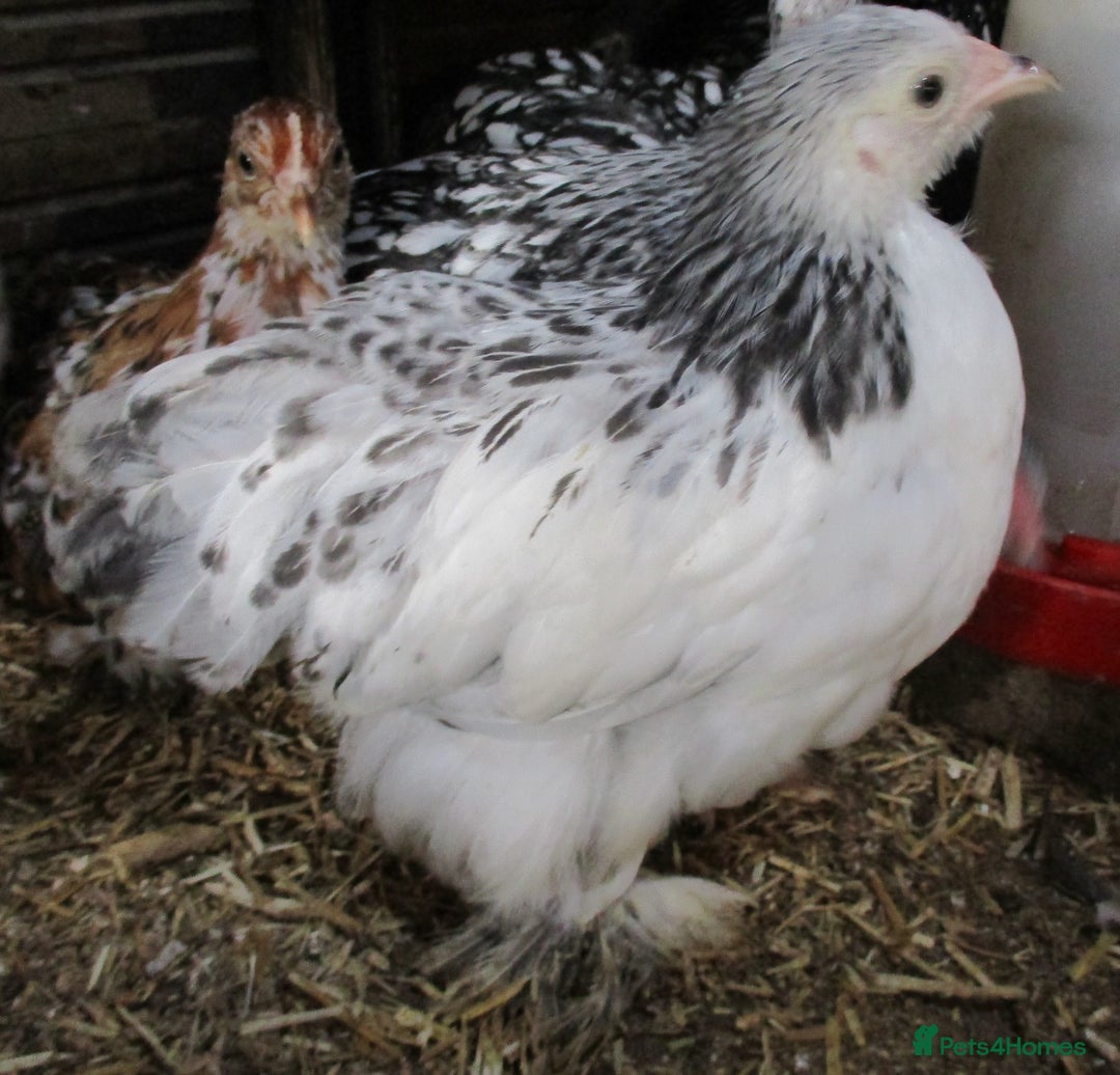 Chickens poultry for sale: Pekin bantam pullets, Silver/Black & Columbian - Image 2