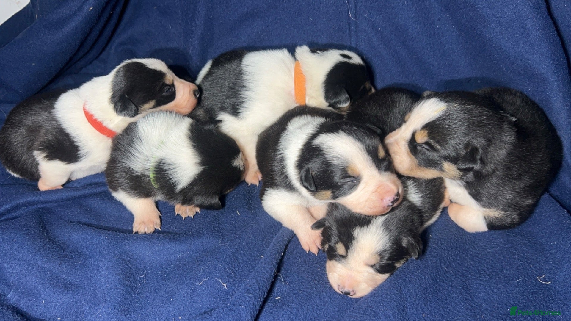 Border Collie dogs GORGEOUS BORDER COLLIE PUPPIES - Advert 1