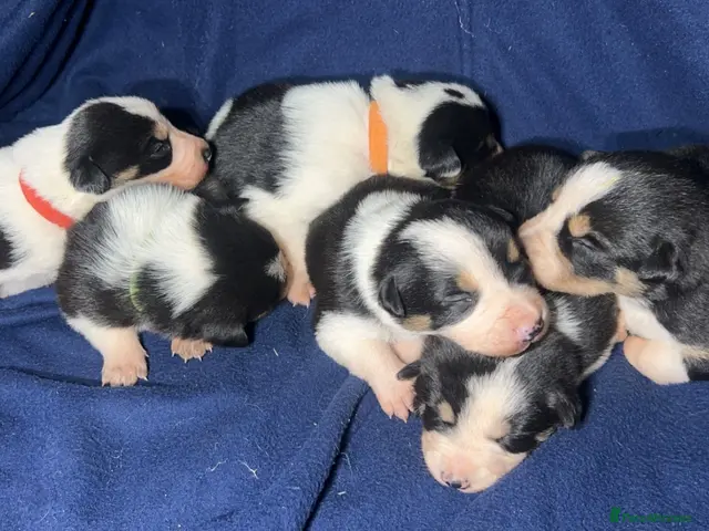 Border Collie dogs for sale: GORGEOUS BORDER COLLIE PUPPIES - Advert 1