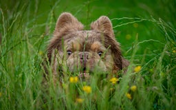 French Bulldog dogs for stud: NEWSHADE ISABELLA FLUFFY STUD - Image 3