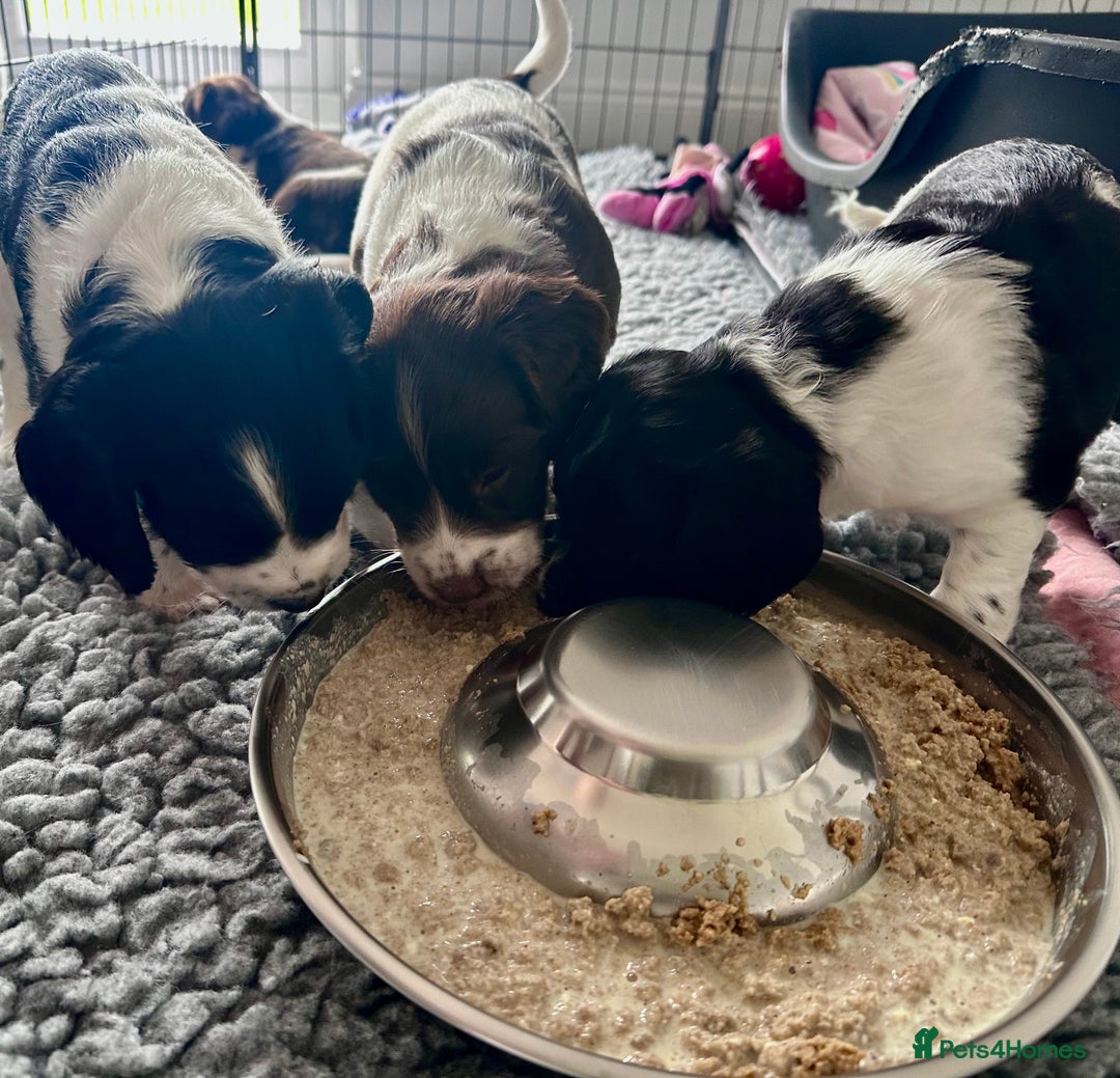 English Springer Spaniel dogs for sale: Springer Spaniels - Image 37