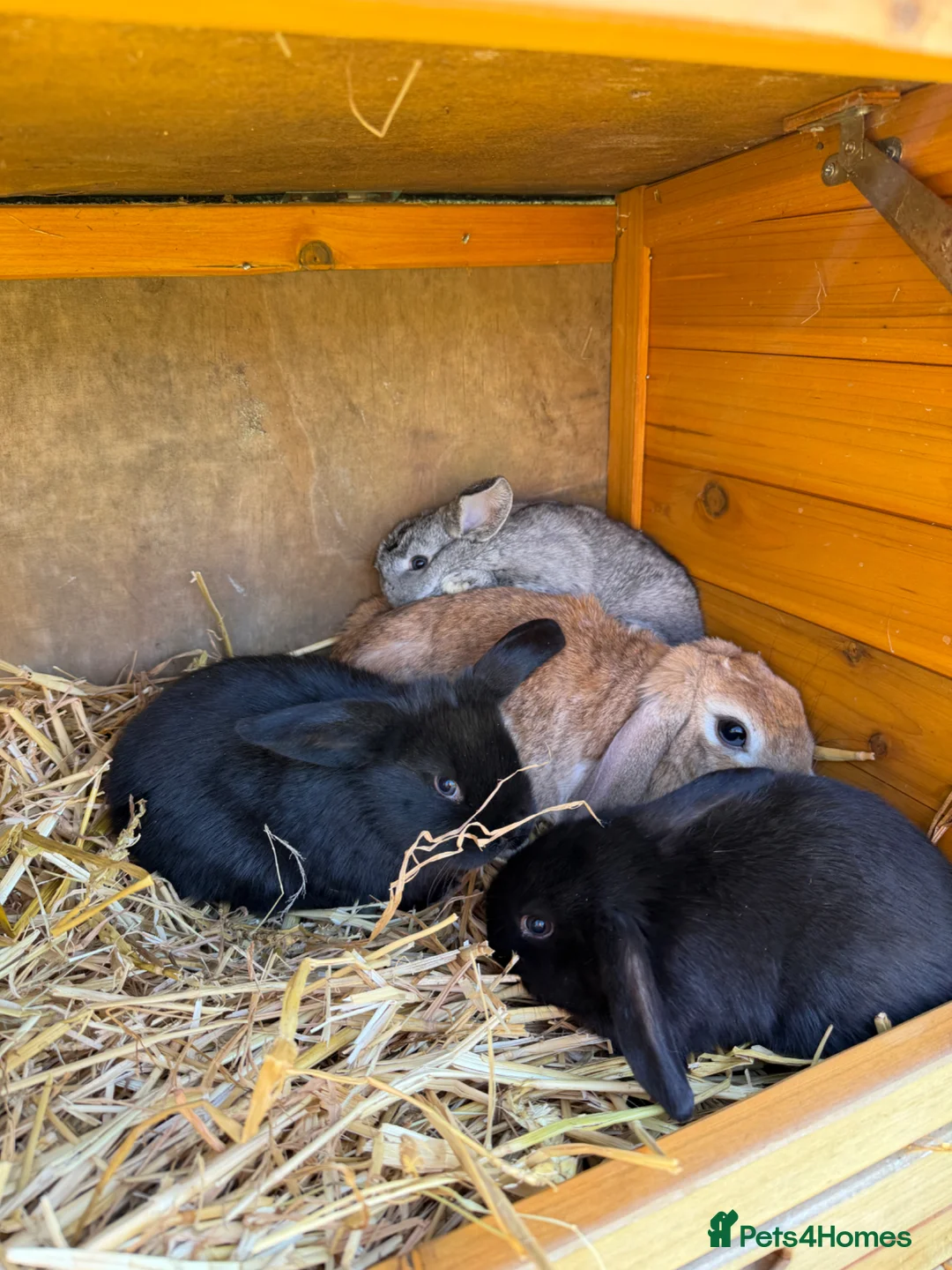 Mixed Breed rabbits for sale: Gorgeous Baby Rabbits – Handled Daily - Advert 5