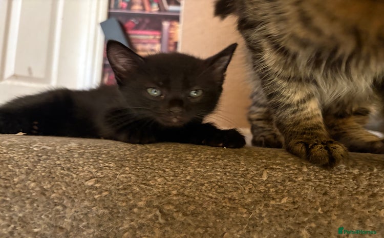 Domestic Shorthair cats - Advert 2