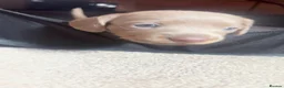 Miniature Dachshund dogs for sale: Beautiful Miniature Dachshund Puppies 🐾❤️ - Advert 9