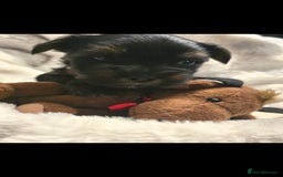 Yorkshire Terrier dogs for sale: Yorkshire terrier mini  - Advert 7