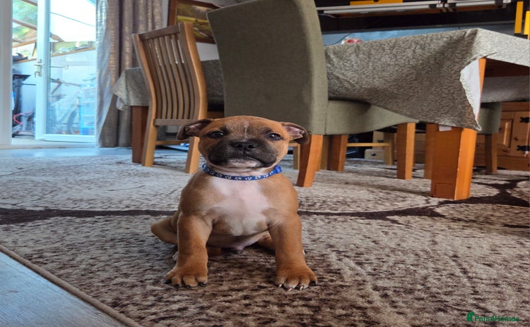 Staffordshire Bull Terrier dogs in Swansea - Advert 2
