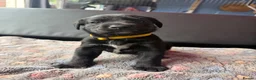 Labrador Retriever dogs for sale: Black Labradors boys and girls  - Advert 6