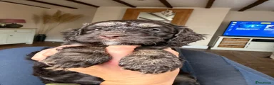 Cockapoo Puppy 4