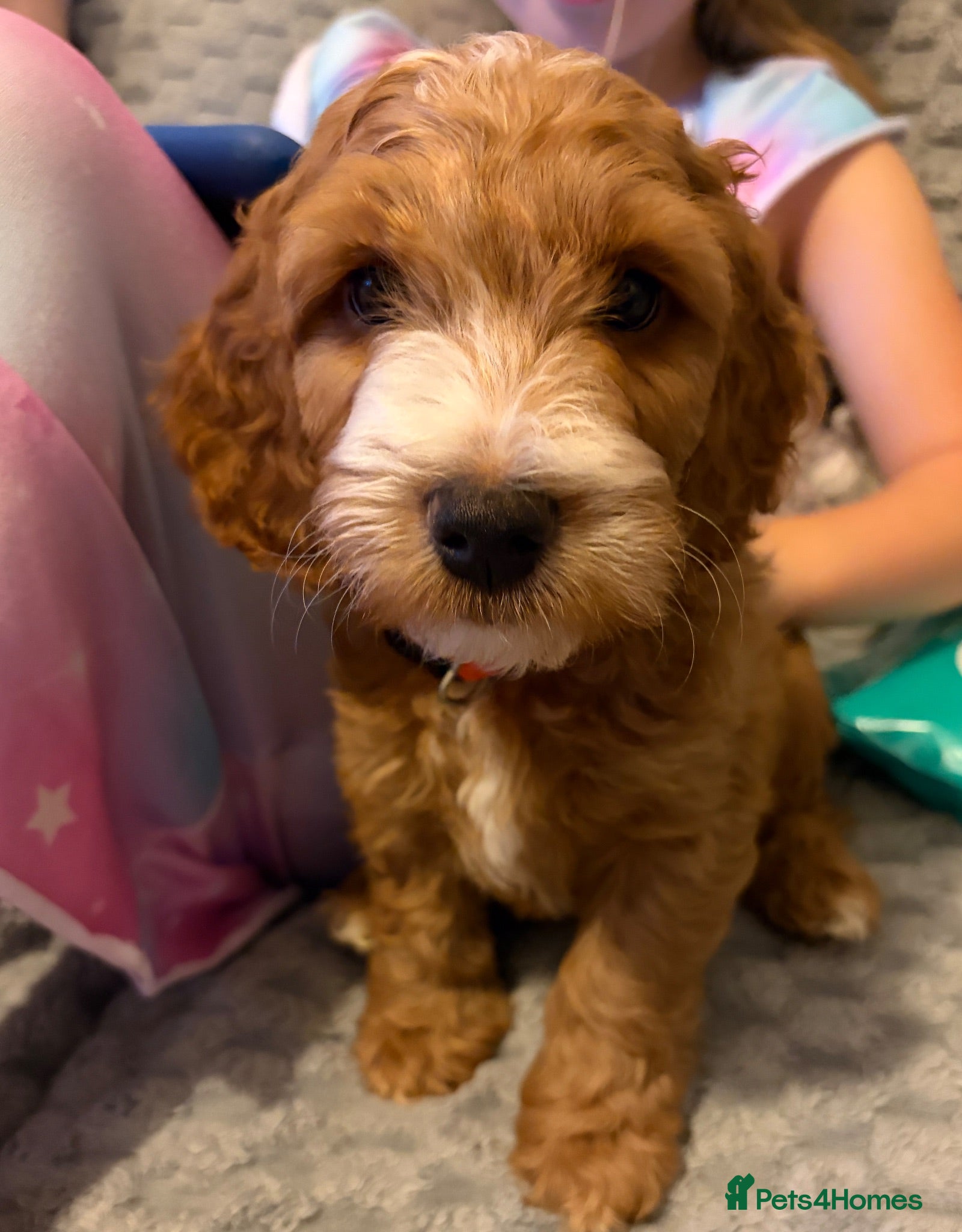 Cockapoo dogs Beautiful F2 Cockapoos  - Advert 1