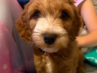 Cockapoo dogs Beautiful F2 Cockapoos - Advert 1