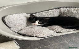 British Shorthair cats for sale: Tuxedo cats for sale  - Image 3