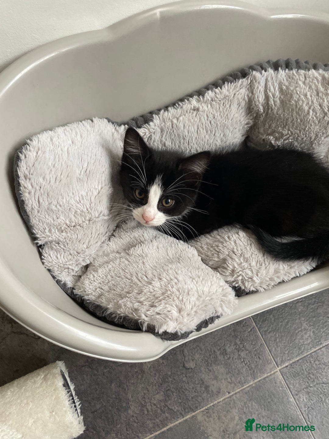 British Shorthair cats for sale: Tuxedo cats for sale  - Image 3