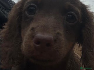 Miniature Dachshund dogs Beautiful long haired miniature dachshund - Advert 11