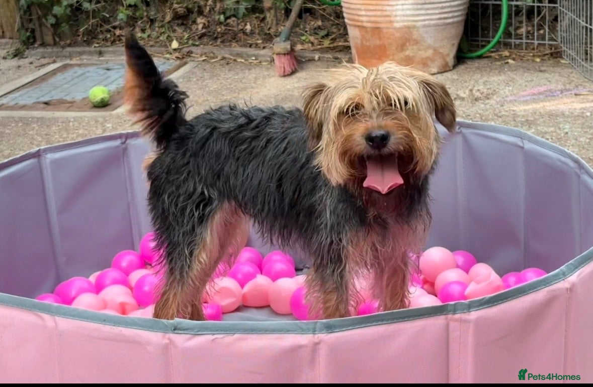 Mixed Breed dogs Female Patterdale X lakeland Terrier - Advert 2