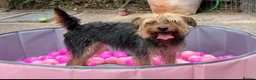 Mixed Breed dogs for sale: Female Patterdale X lakeland Terrier in Mansfield - Advert 1