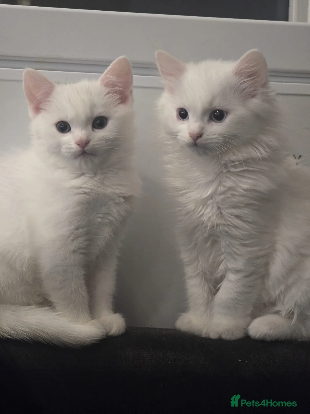 Turkish Angora cats for sale: 2 months old kittens ready to be rehomed  - Advert 10