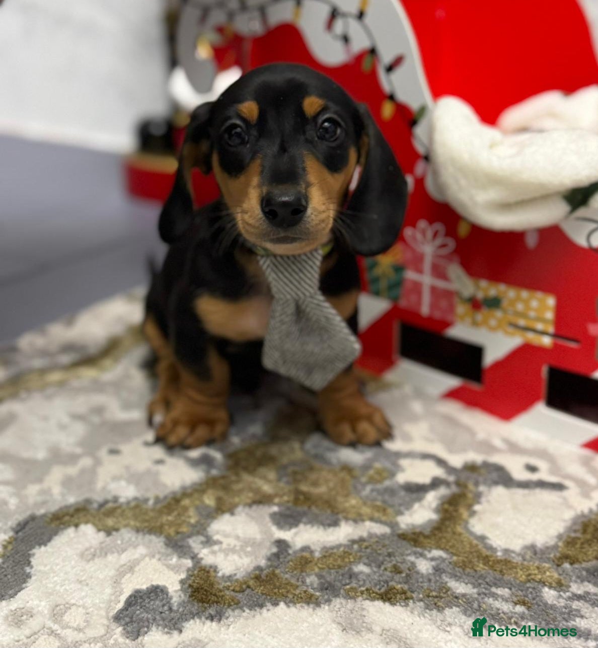 Miniature Dachshund dogs 🌟READY NOW Smooth coated Miniature Dachshund✨️s  - Advert 4