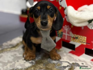 Miniature Dachshund dogs 🌟READY NOW Smooth coated Miniature Dachshund✨️s - Advert 2