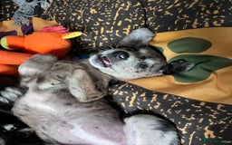 Mixed Breed dogs for sale: Lurcher x lab pups READY NOW!! - Image 22