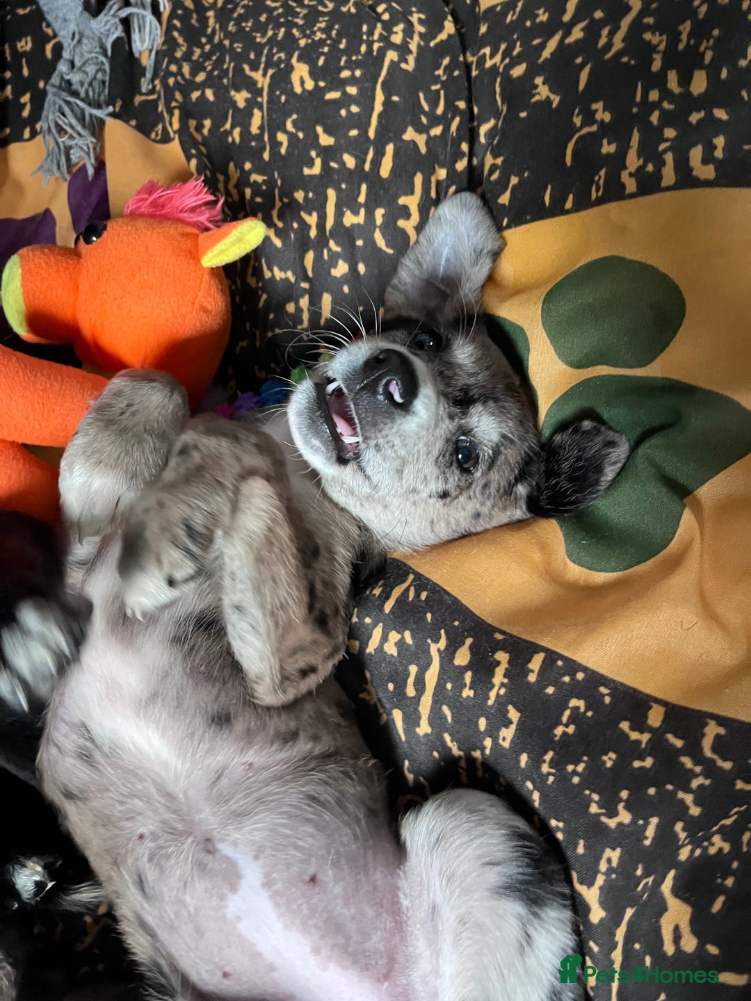Mixed Breed dogs for sale: Lurcher x lab pups READY NOW!! - Image 22