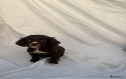 Cocker Spaniel dogs for sale: ADORABLE 🥰 COCKER SPANIELS 🥰 - Image 4