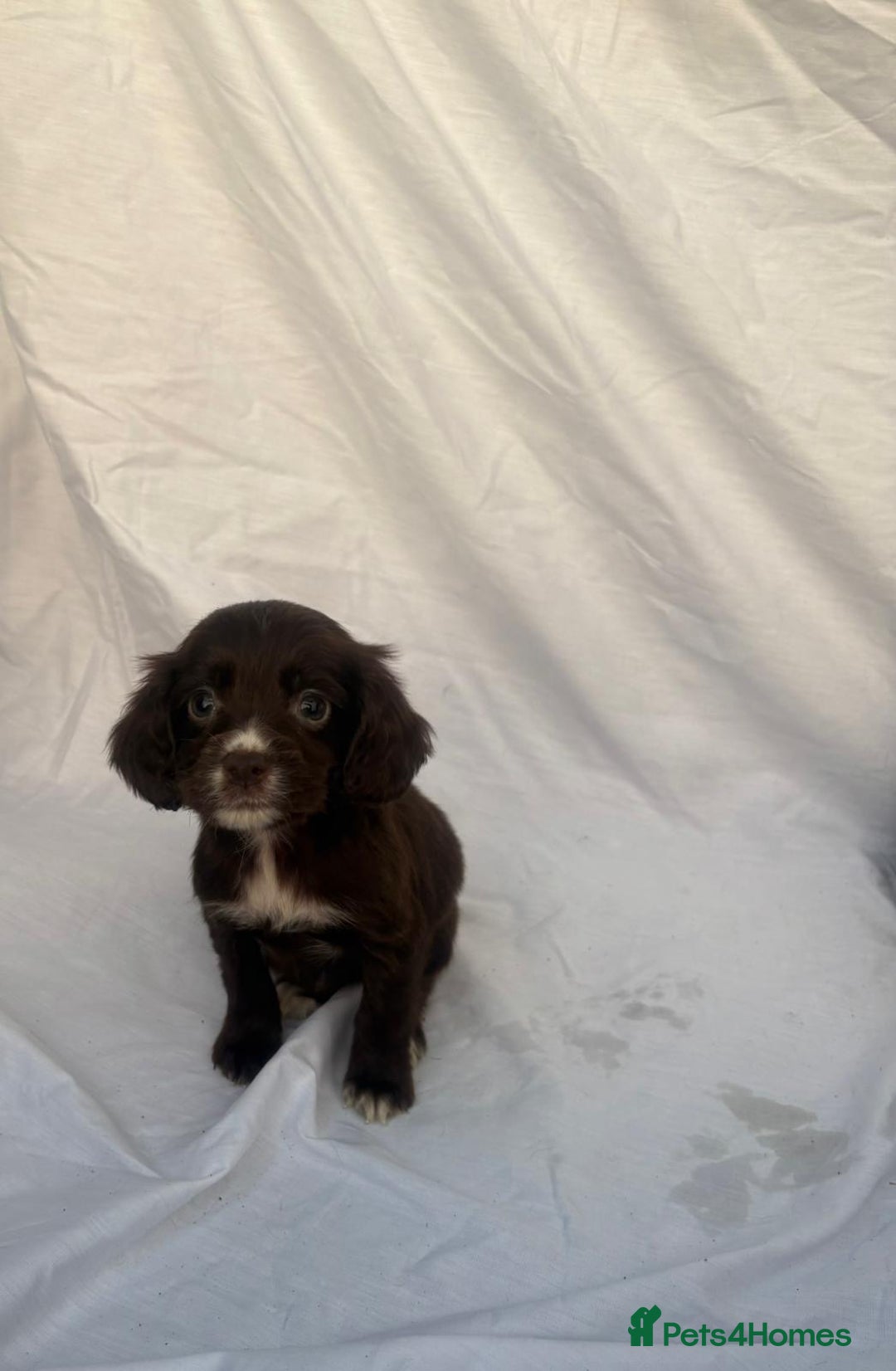 Cocker Spaniel dogs for sale: ADORABLE 🥰 COCKER SPANIELS 🥰 - Image 4