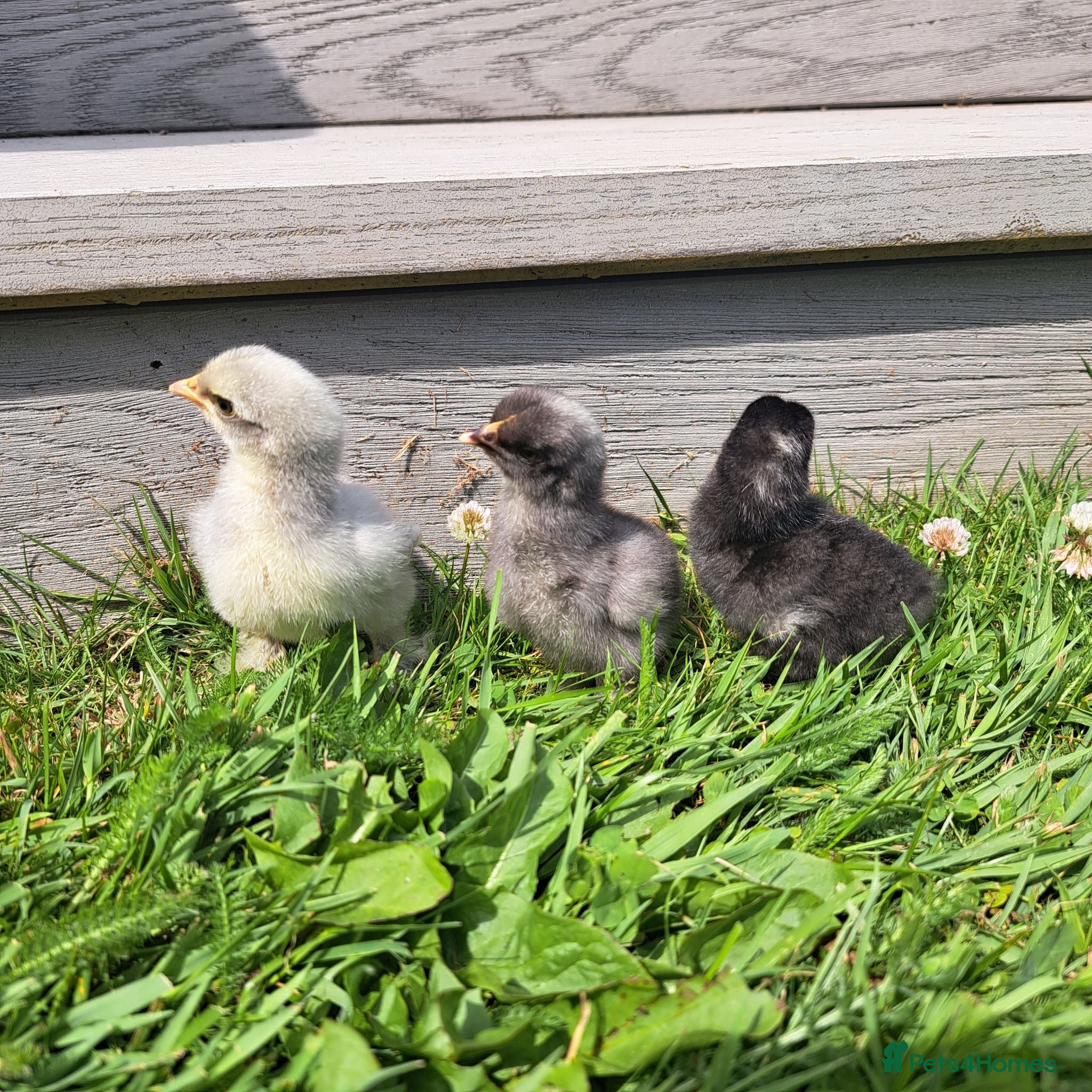 Chickens poultry 3 cute Lavender pekin bantam chicks - Advert 2