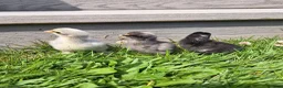 Chickens poultry for sale: 3 cute Lavender pekin bantam chicks - Advert 1