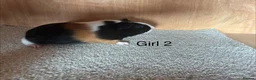 Guinea Pig rodents for sale: Baby Guinea Pigs  in Okehampton - Advert 4
