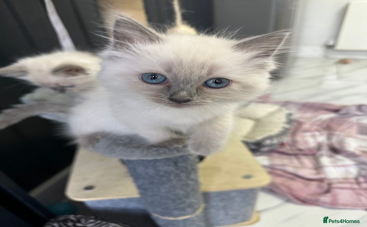 Ragdoll cats - Advert 2