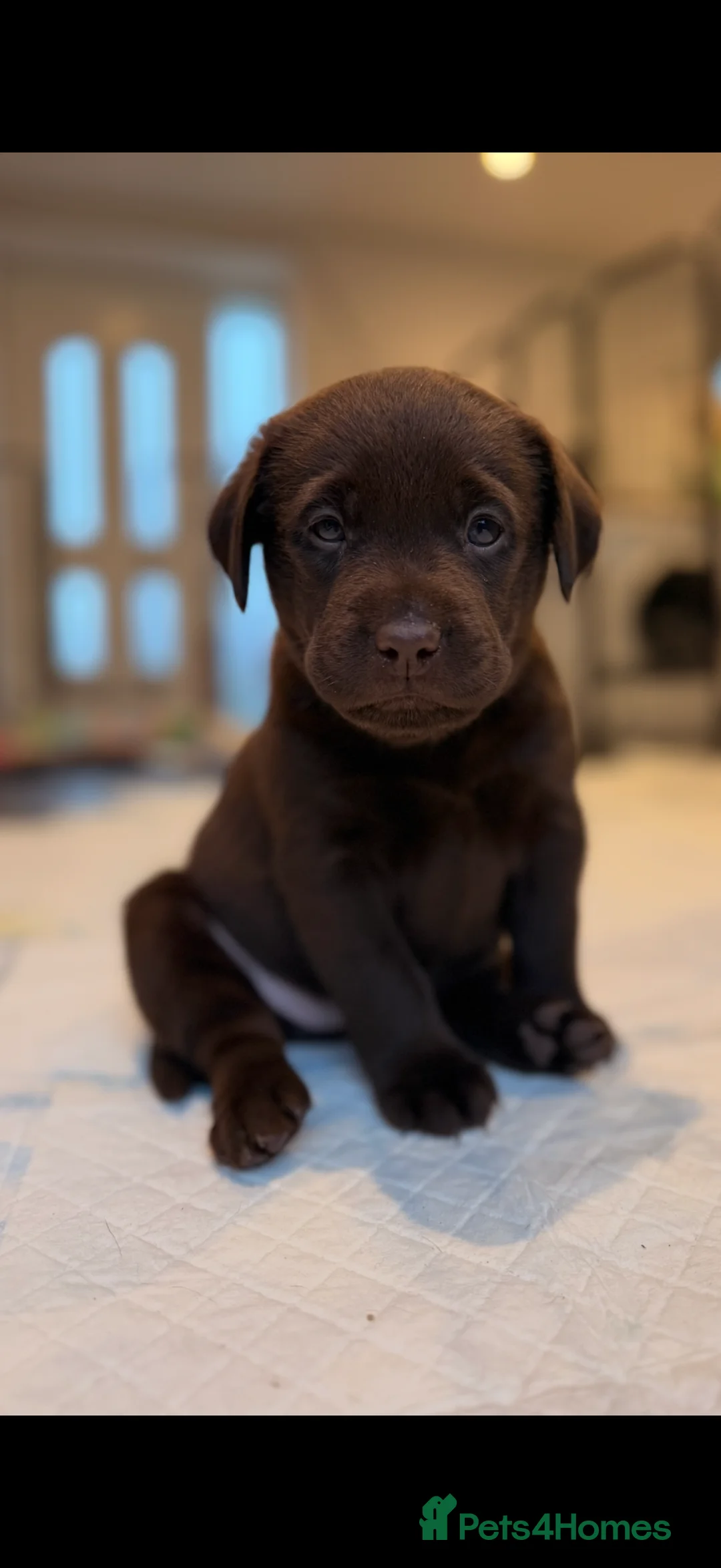 Labrador Retriever dogs for sale: Beautiful litter of Labrador puppies for sale - Advert 2