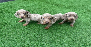 Miniature Dachshund dogs - Advert 4