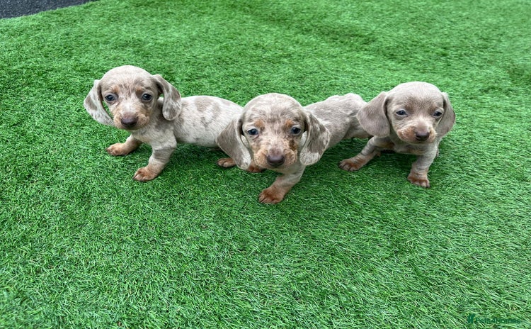 Miniature Dachshund dogs - Advert 2