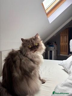 Persian cats Persian male cat mokey grey/beige - Advert 2