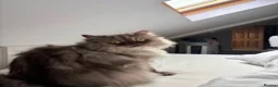 Persian cats for sale: Persian male cat mokey grey/beige in Uxbridge - Advert 2