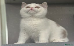 British Shorthair cats for sale: Lilac and white harlequin bsh boy  - Image 2