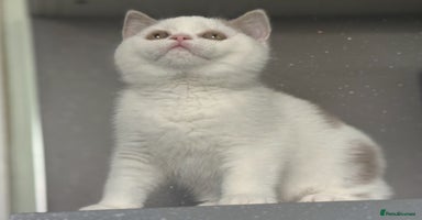British Shorthair cats - Advert 4