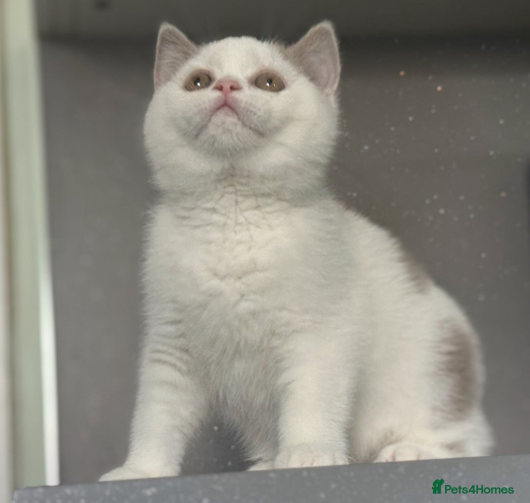 British Shorthair cats for sale: Lilac and white harlequin bsh boy  - Image 2
