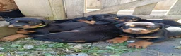 Rottweiler dogs for sale: Rottweiler puppies  - Advert 6