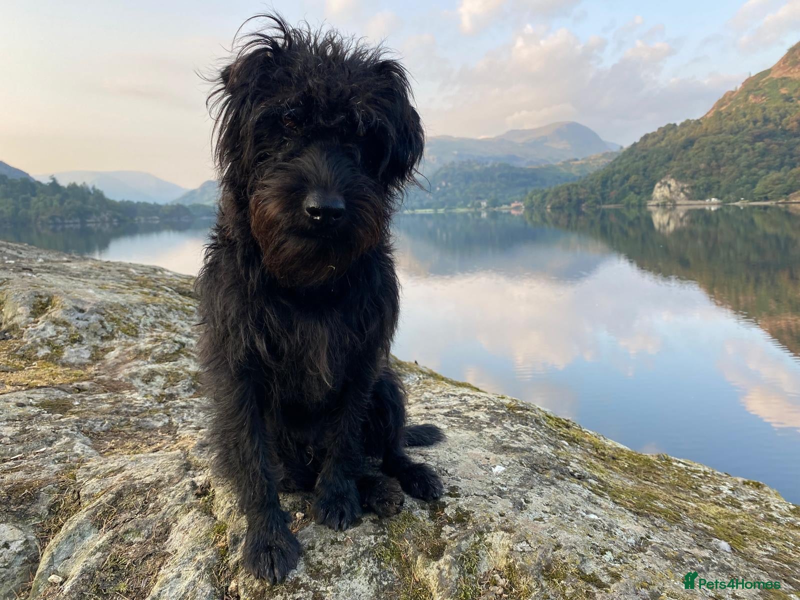 Patterdale Terrier dogs Patterdale/Black fell terrier for stud in Liverpool - Advert 1
