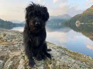 Patterdale Terrier dogs Patterdale/Black fell terrier for stud in Liverpool - Advert 3